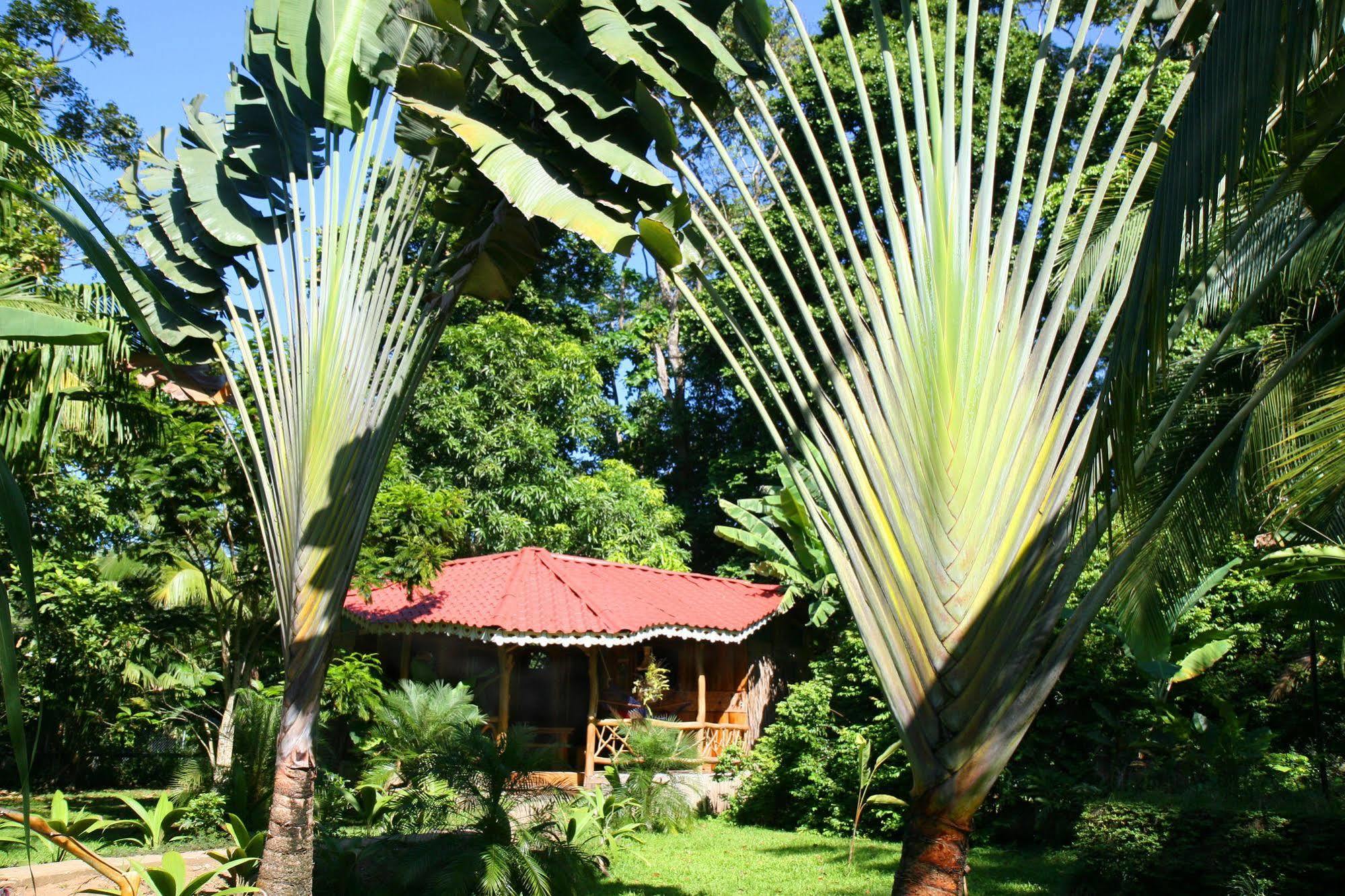Hotel La Costa De Papito Puerto Viejo de Talamanca Exterior photo